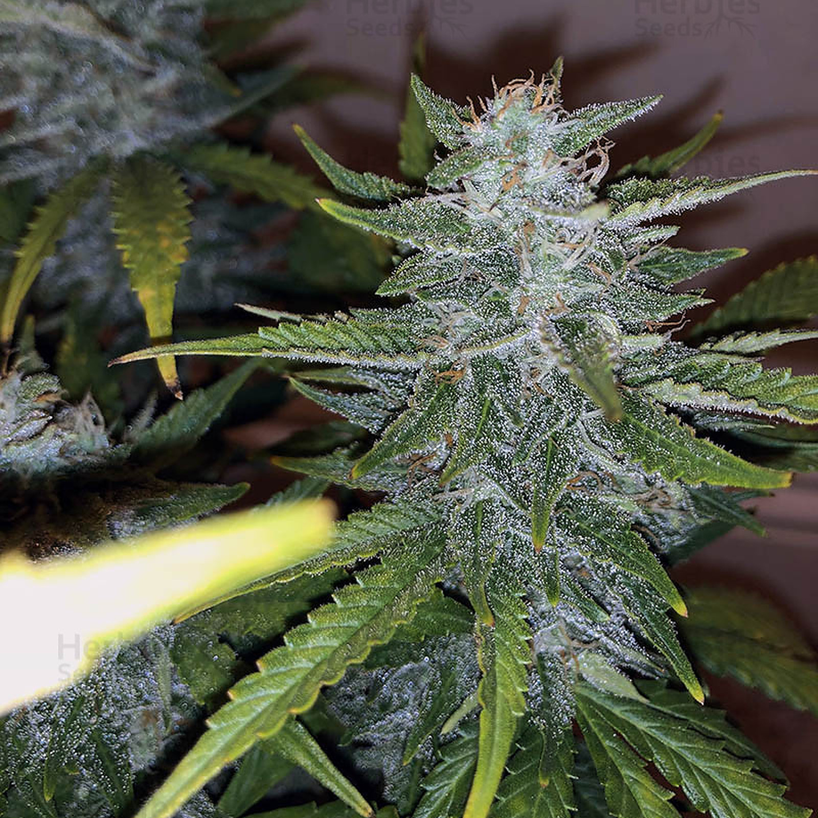 Purple Skunk Mass